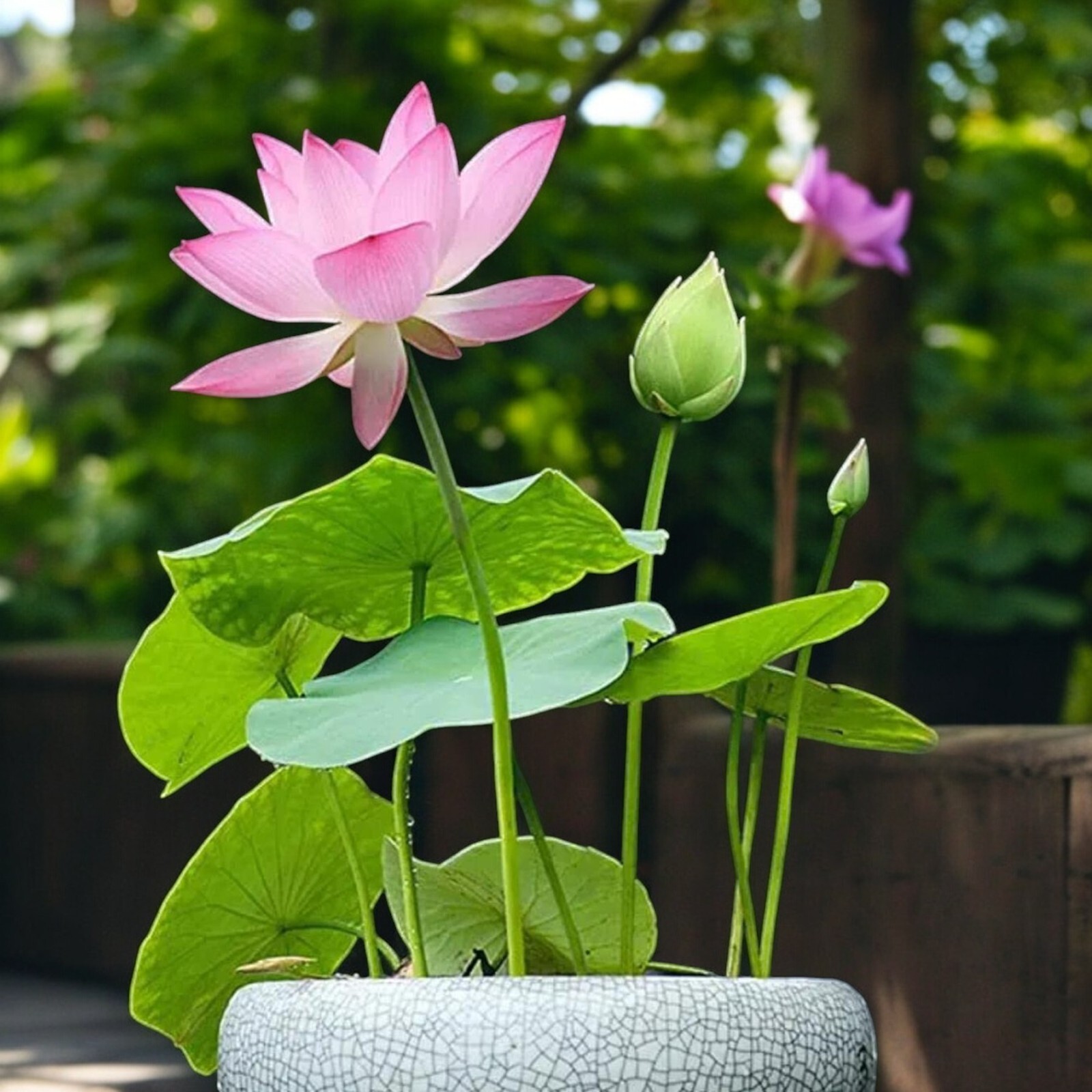 10pcs Lotus Seeds Mixed Color Bonsai Bowl Lotus Indoor Outdoor Aquatic Gardens
