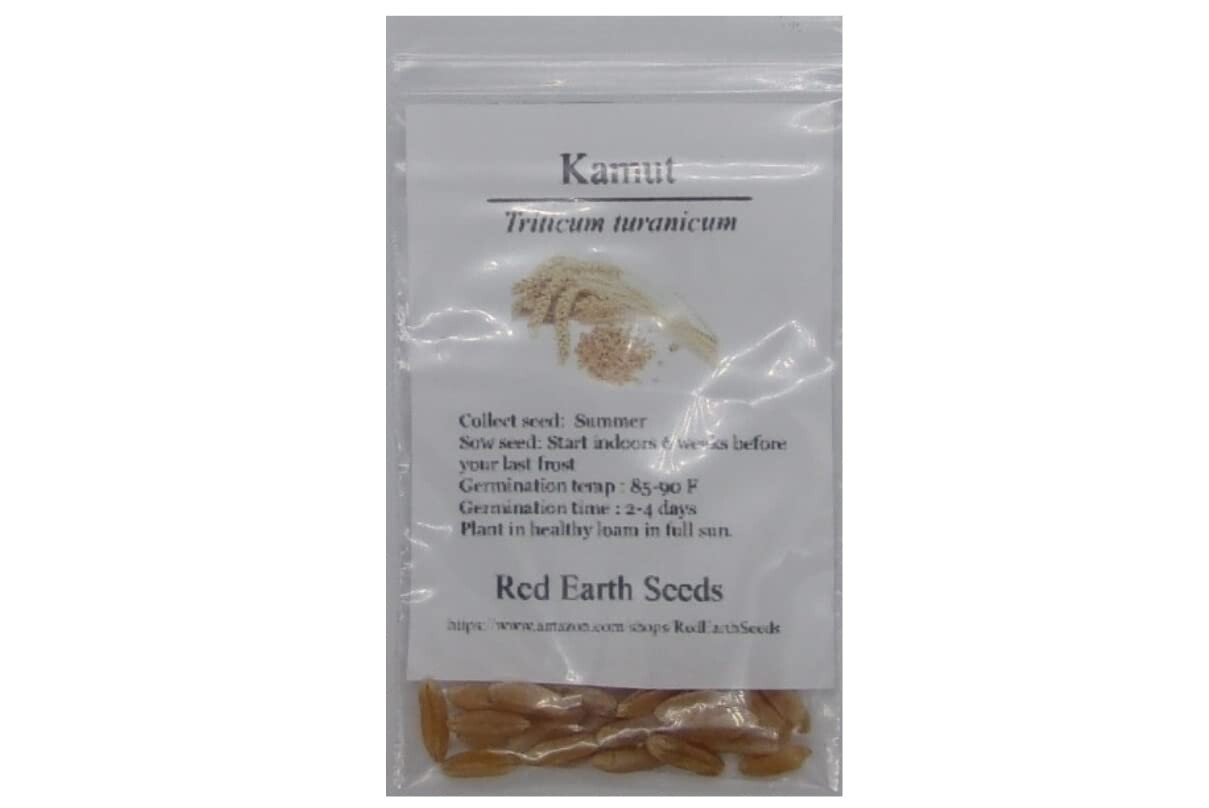 Kamut – 50 seeds – Triticum turanicum