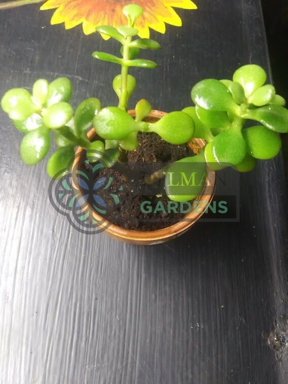 Jade Plant (Crassula Ovata) – Lucky Plant – Indoor Houseplant – Multiple Sizes