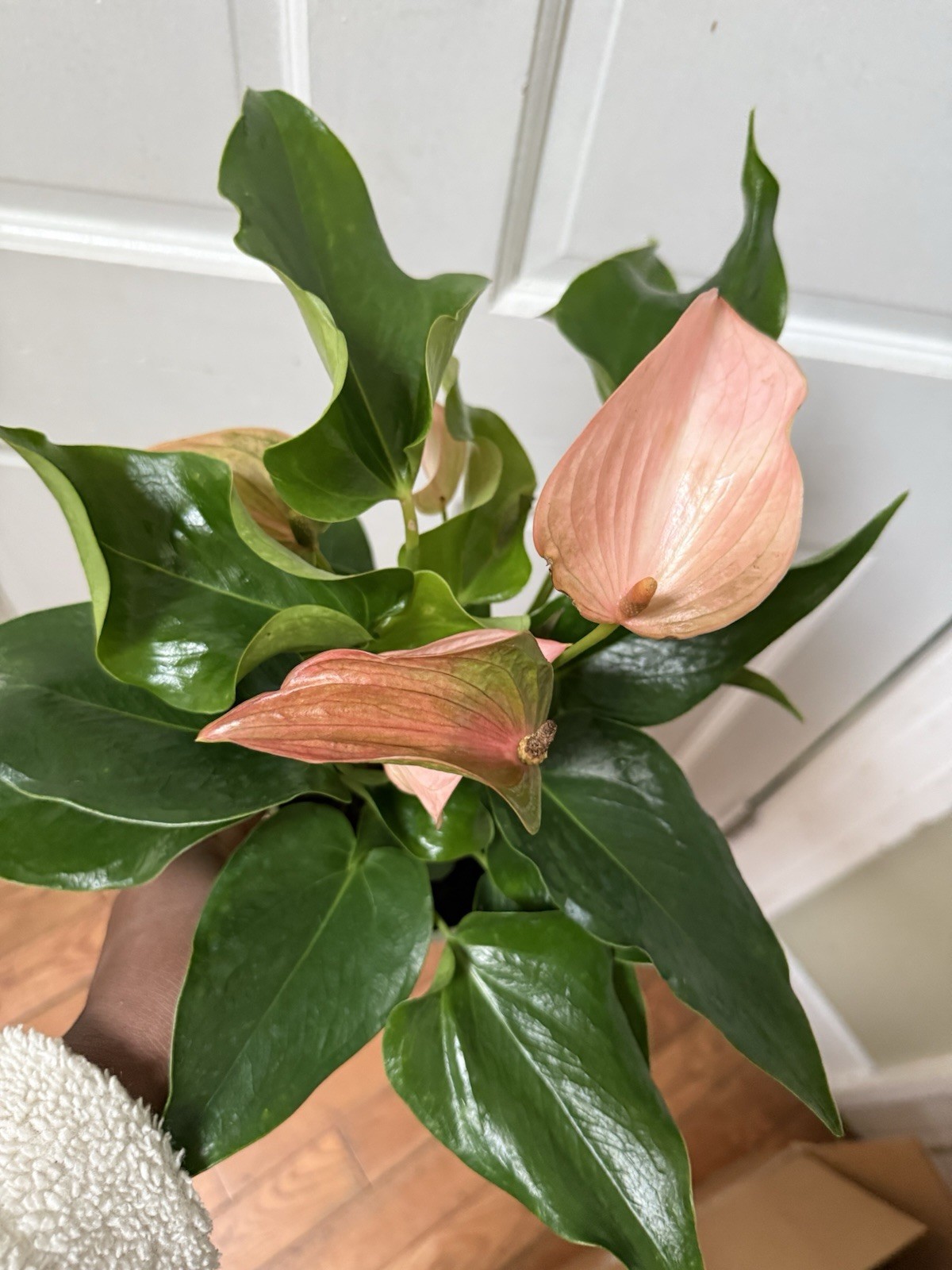 Anthurium Ace Of Hearts Rare Plant