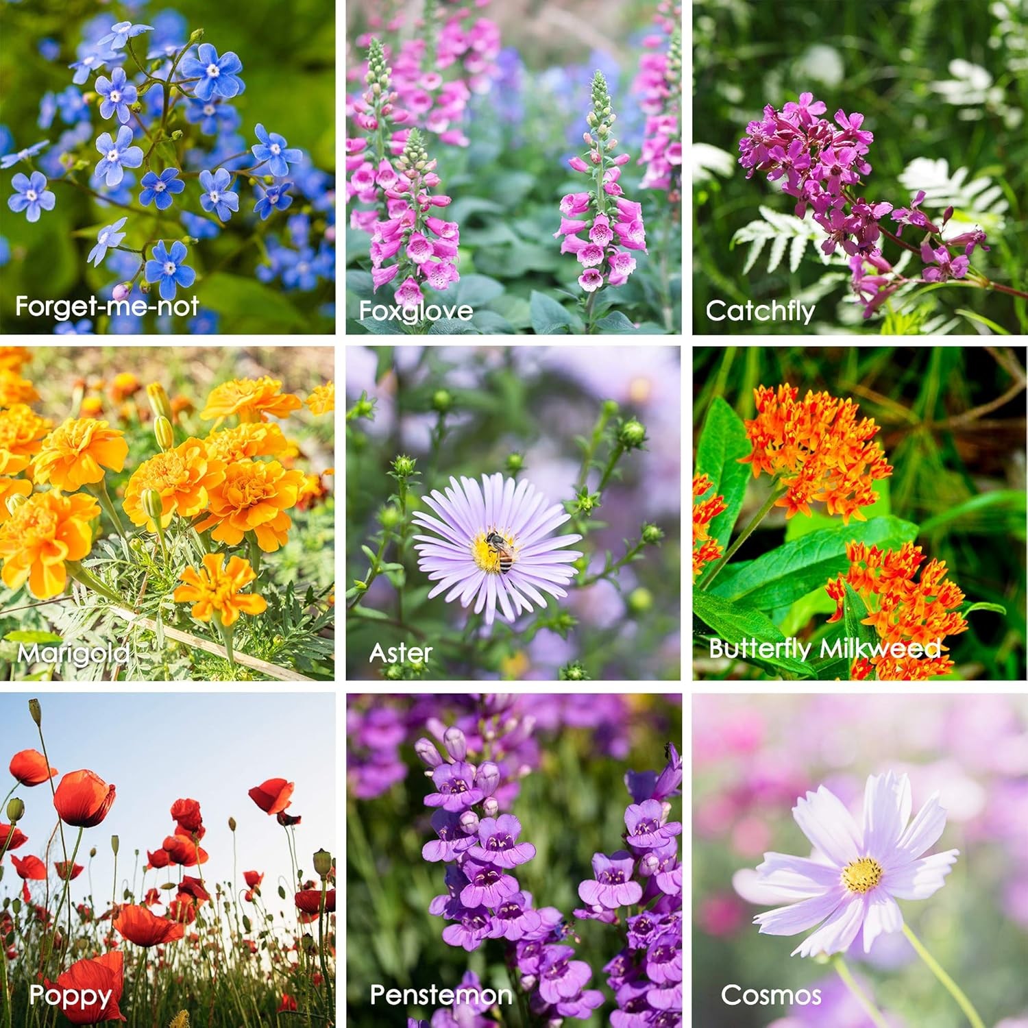 Wildflower Seeds Bulk, 2 Oz. 80,000+ Seeds, Butterfly and Tri-colour