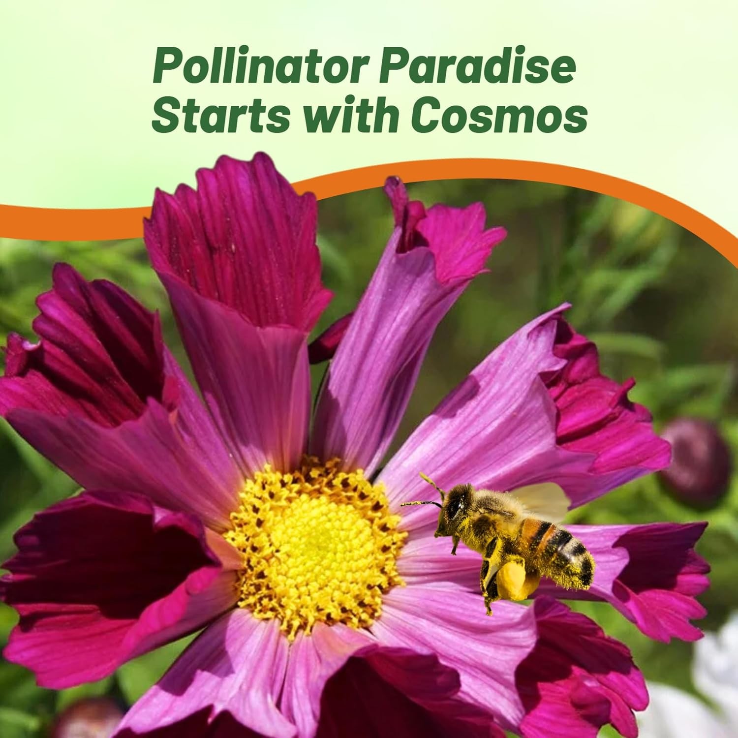 250 Seeds Drought Tolerant Cosmos Bipinnatus Sea Shells Garden Flower Seed MIx