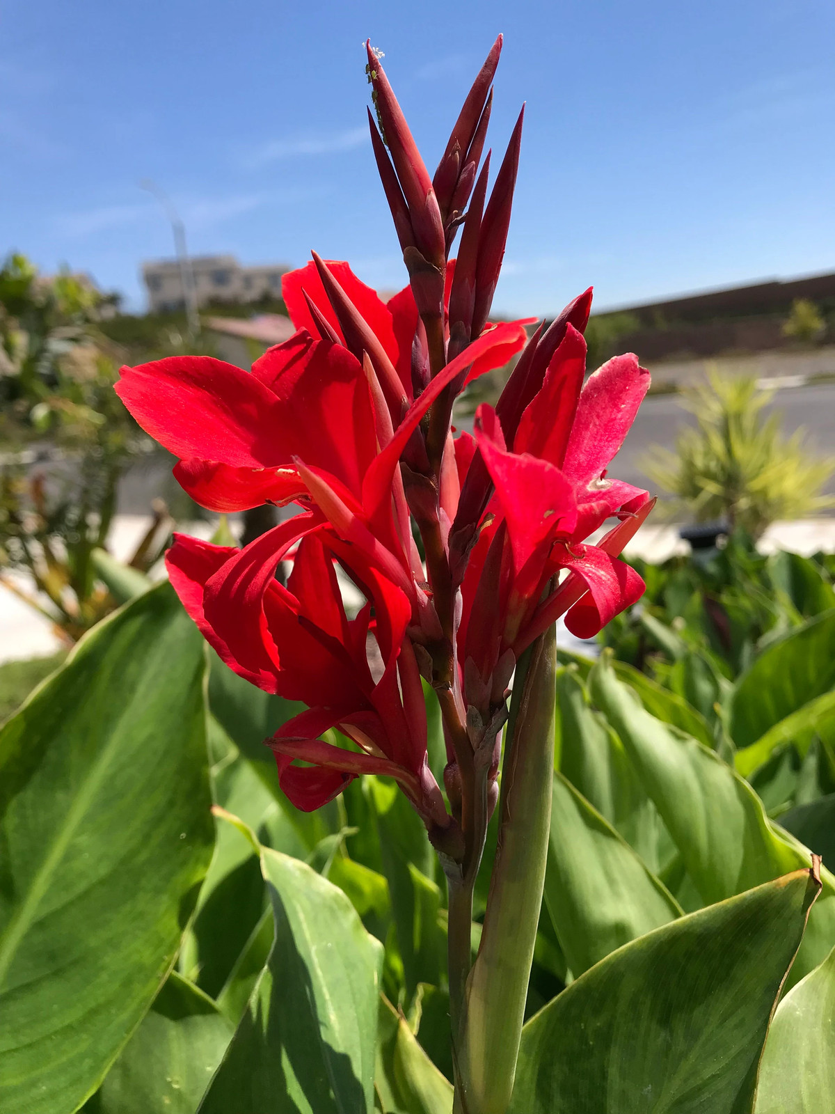 Canna Kreta Rhizome: Brilliant Red Blooms – 1-Rhizome