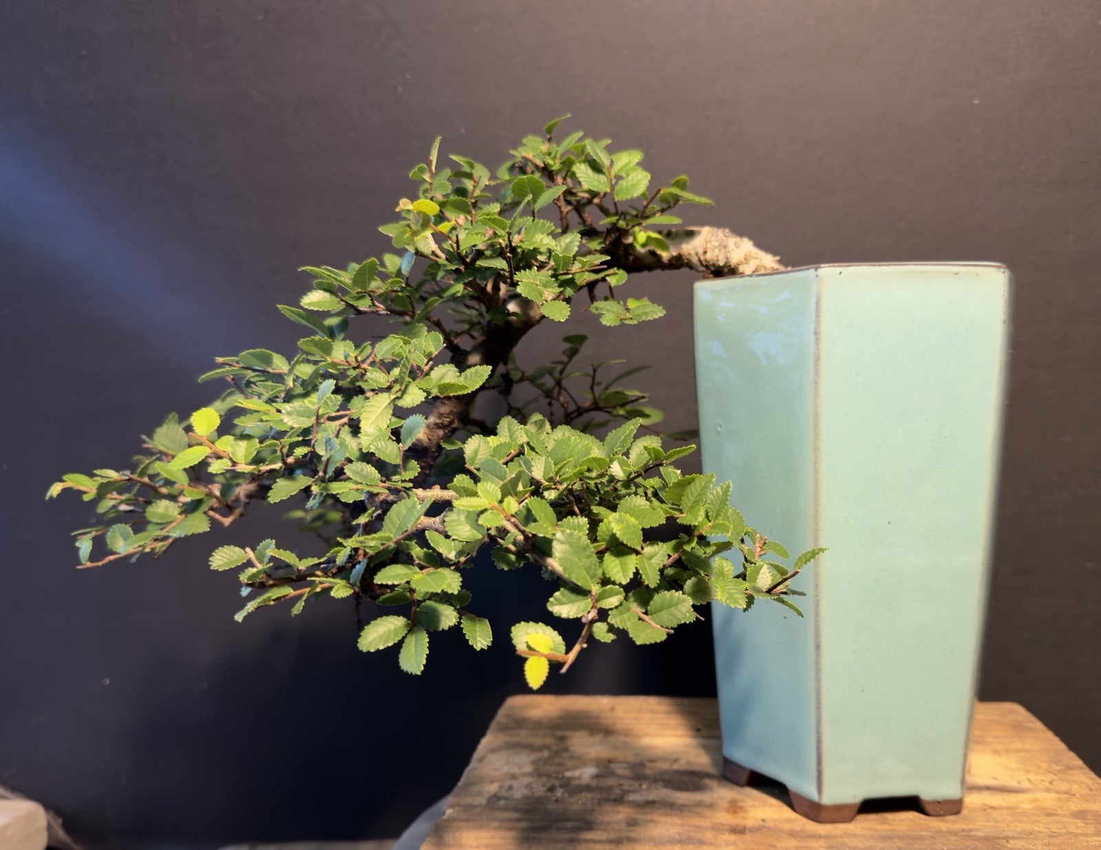 Bonsai Tree Cork Bark Chinese Elm Cascade From Root Cutting Quality Chinese Pot