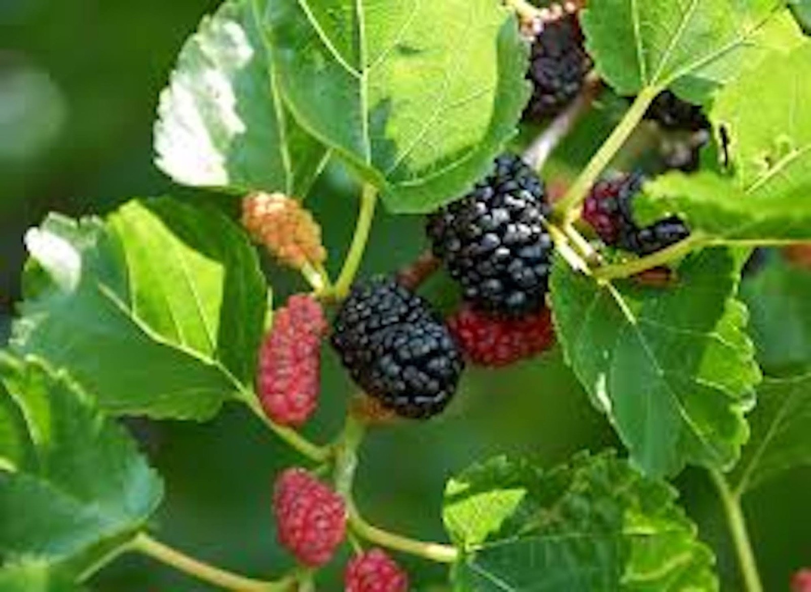 1 Red Mulberry Tree 12-24″ Tall Morus rubra Bare Root Fruit Tree