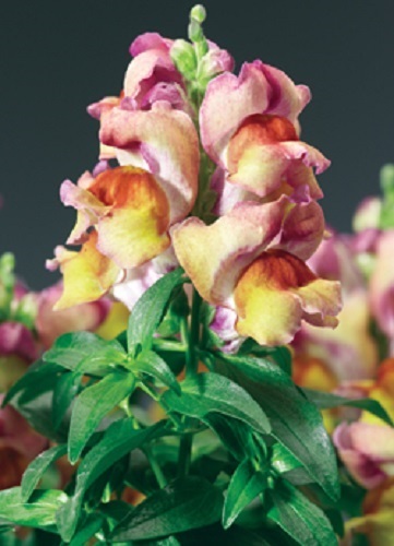 30+ ANTIRRHINUM MONTEGO SUNSET BICOLOR DWARF SNAPDRAGON FLOWER SEEDS / FRAGRANT