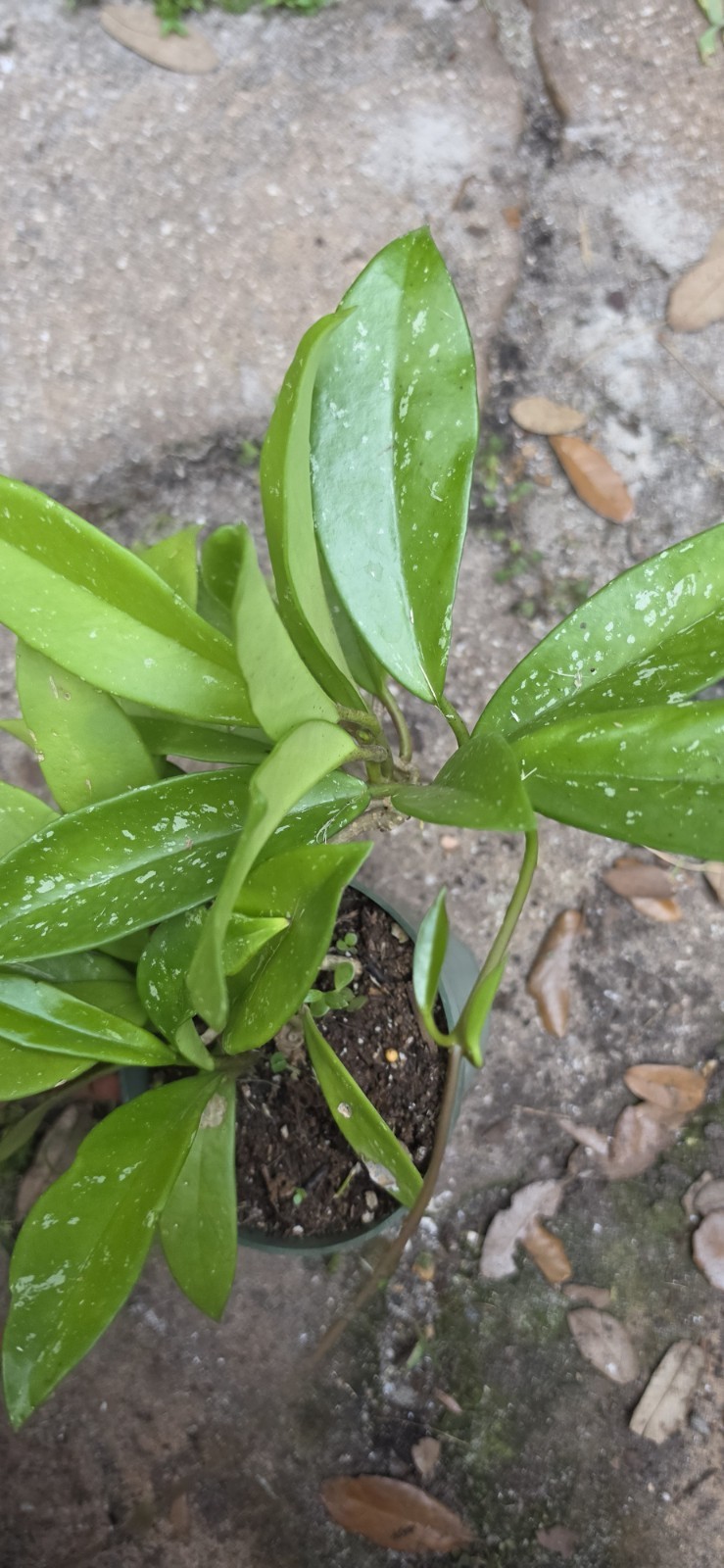 Well Rooted Hoya Pubicalyx Wax Plant In 5 Inches Nursery Pot