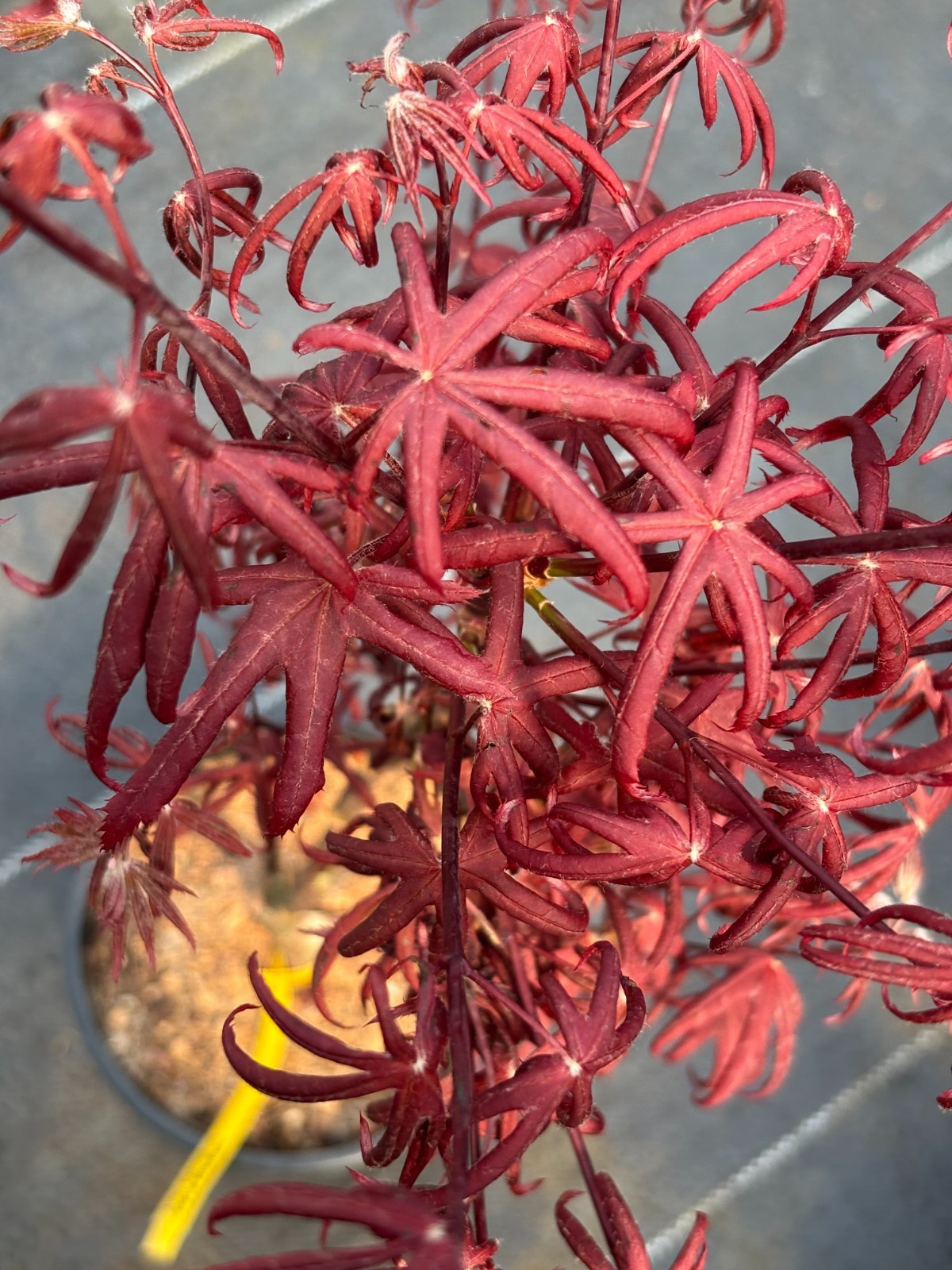 Acer palmatum ‘Peve Starfish’ (Peve Starfish Japanese Maple)