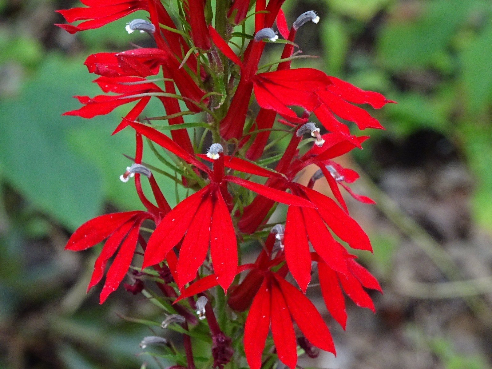 Cardinal Flower Lobelia Cardinalis Native for Hummingbirds 2000 seeds from 2023