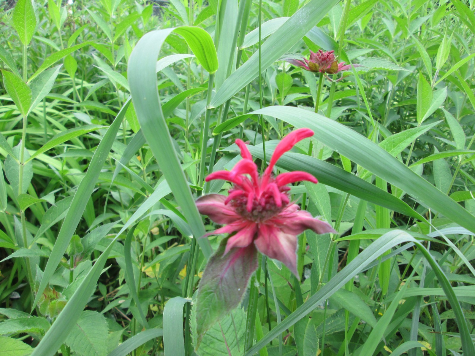 8 Red bee balm 3-9 freshly dug shipped same day hardy perennial blooms long time
