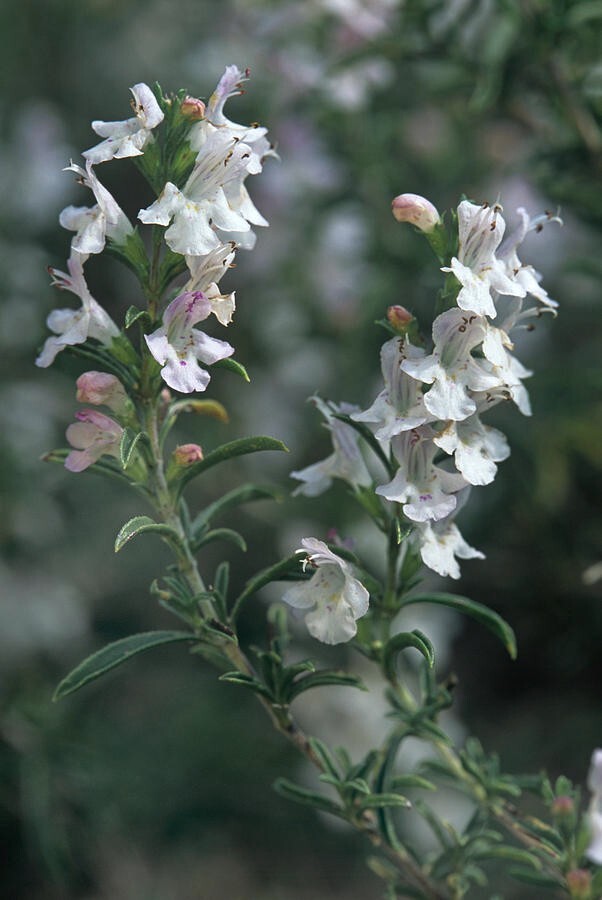 25 Creeping WINTER SAVORY Satureja Montana Herb Flower Seeds