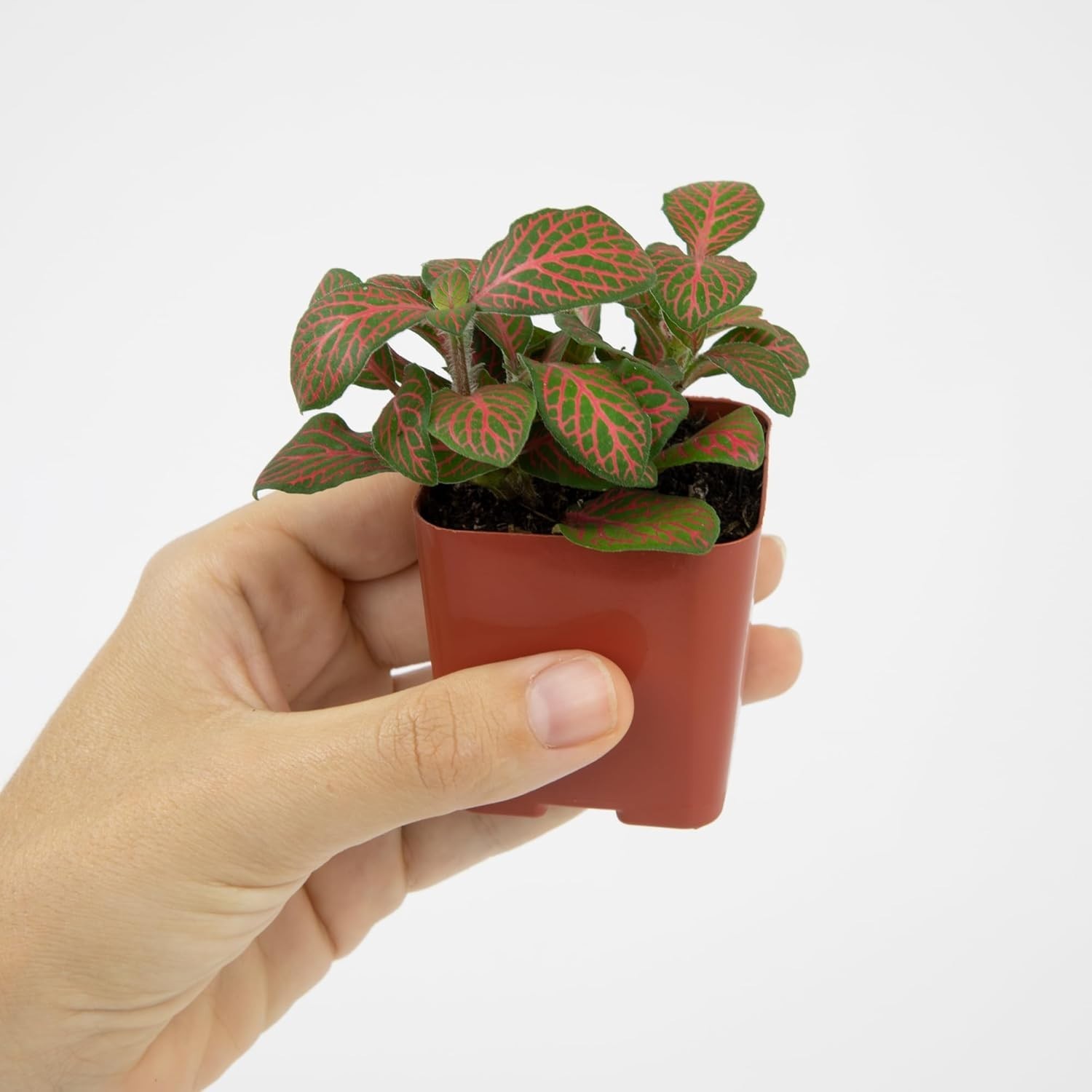 Mini Live Houseplants Variety Pack – Set of 12 Indoor Plants