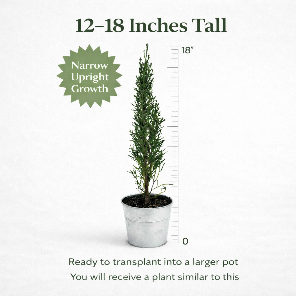 Tiny Tower Italian Cypress 2 4 6 8 Pack Live Plants 12–18” Tall Narrow Upright