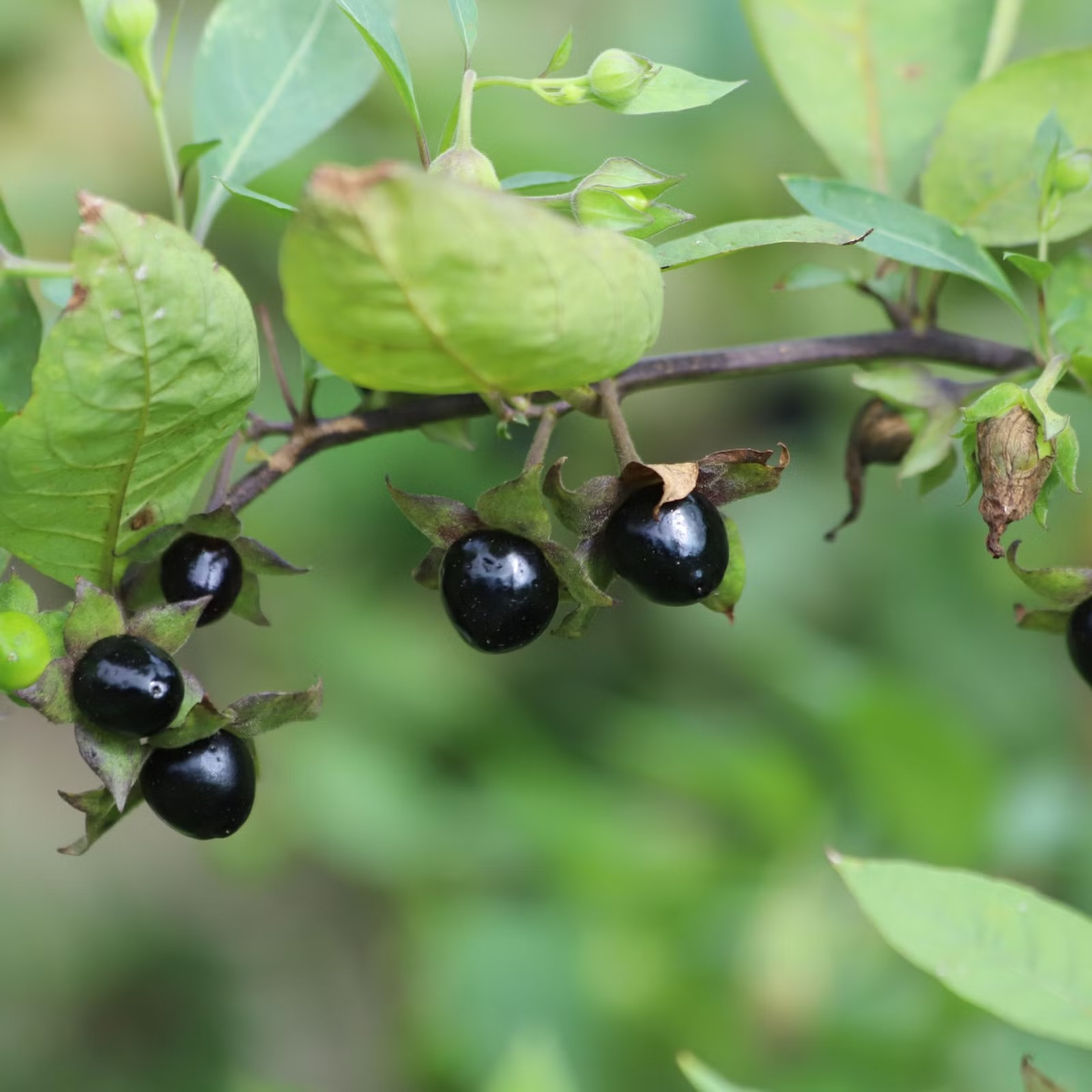 100+ Deadly Nightshade Seeds Atropa belladonna Rare Ornamental Plant USA
