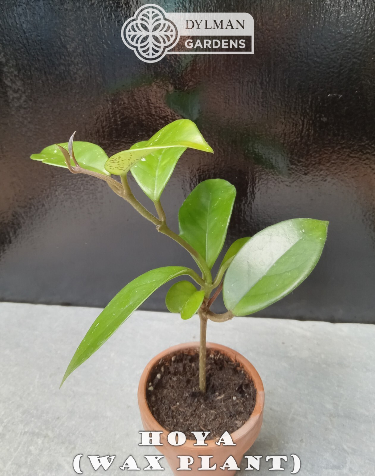 Hoya (Hoya carnosa) – Wax Plant – Porcelainflower – Live Plant – Multiple Sizes
