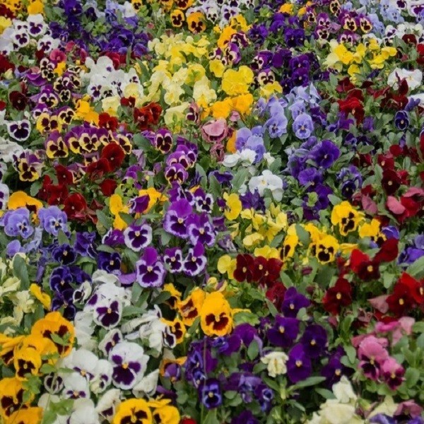 Pansy Swiss Giants Mixed Colors Seeds Organic, Non-GMO Viola Wittrockiana Roggli