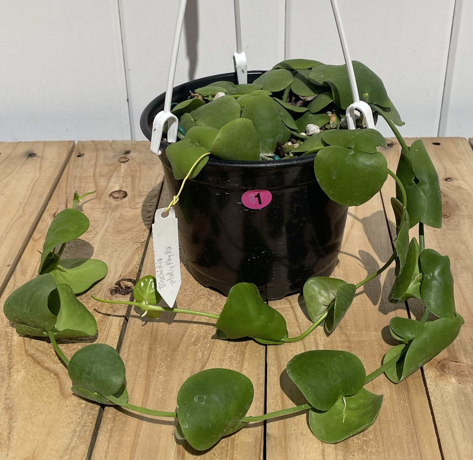 Dischidia Platyphylla – Grown In 6” Hanging Pot – Super Healthy!
