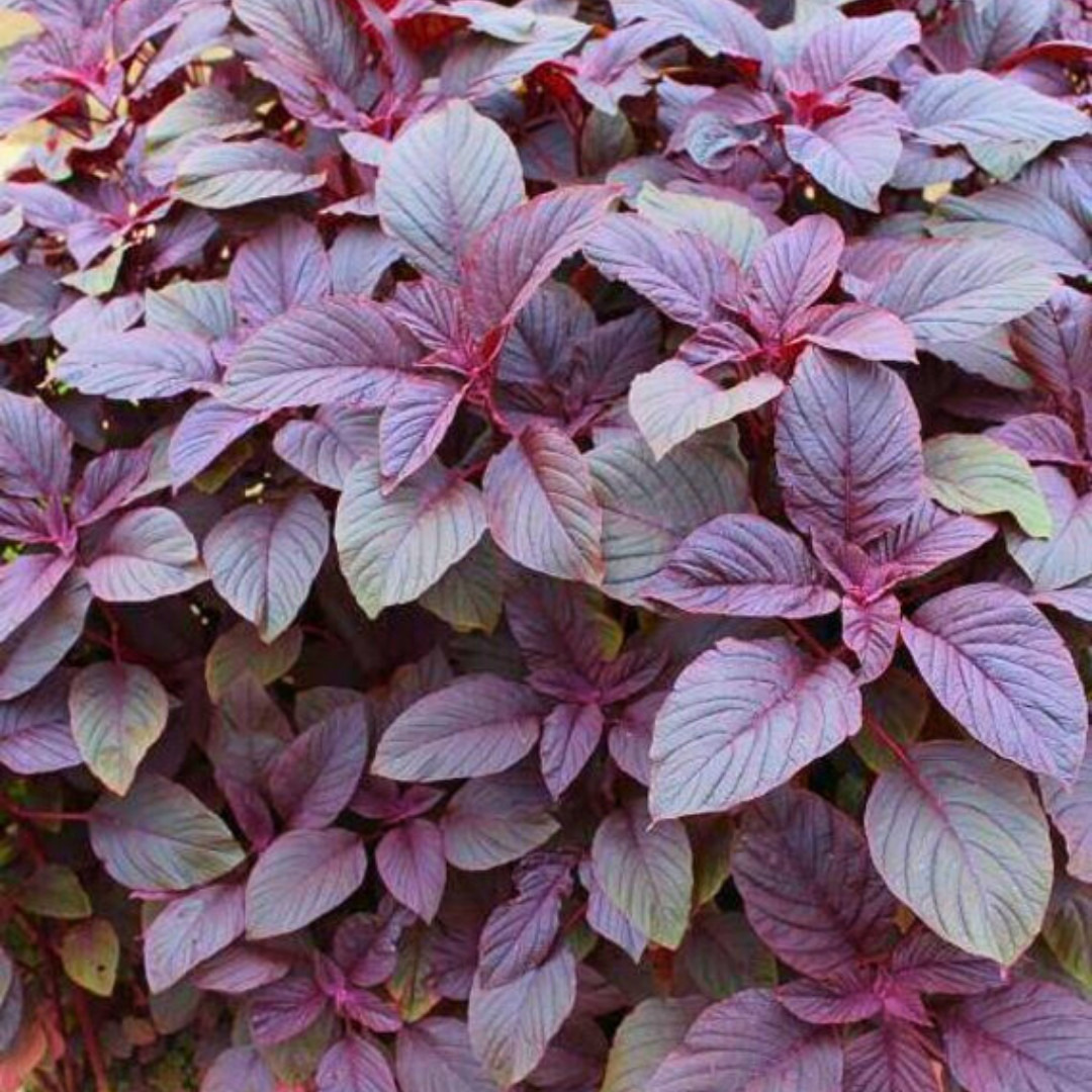 Fresh Premium Amaranth Red Leaf Seeds | Hu Hsien | Heirloom Non-GMO | Herb Seeds