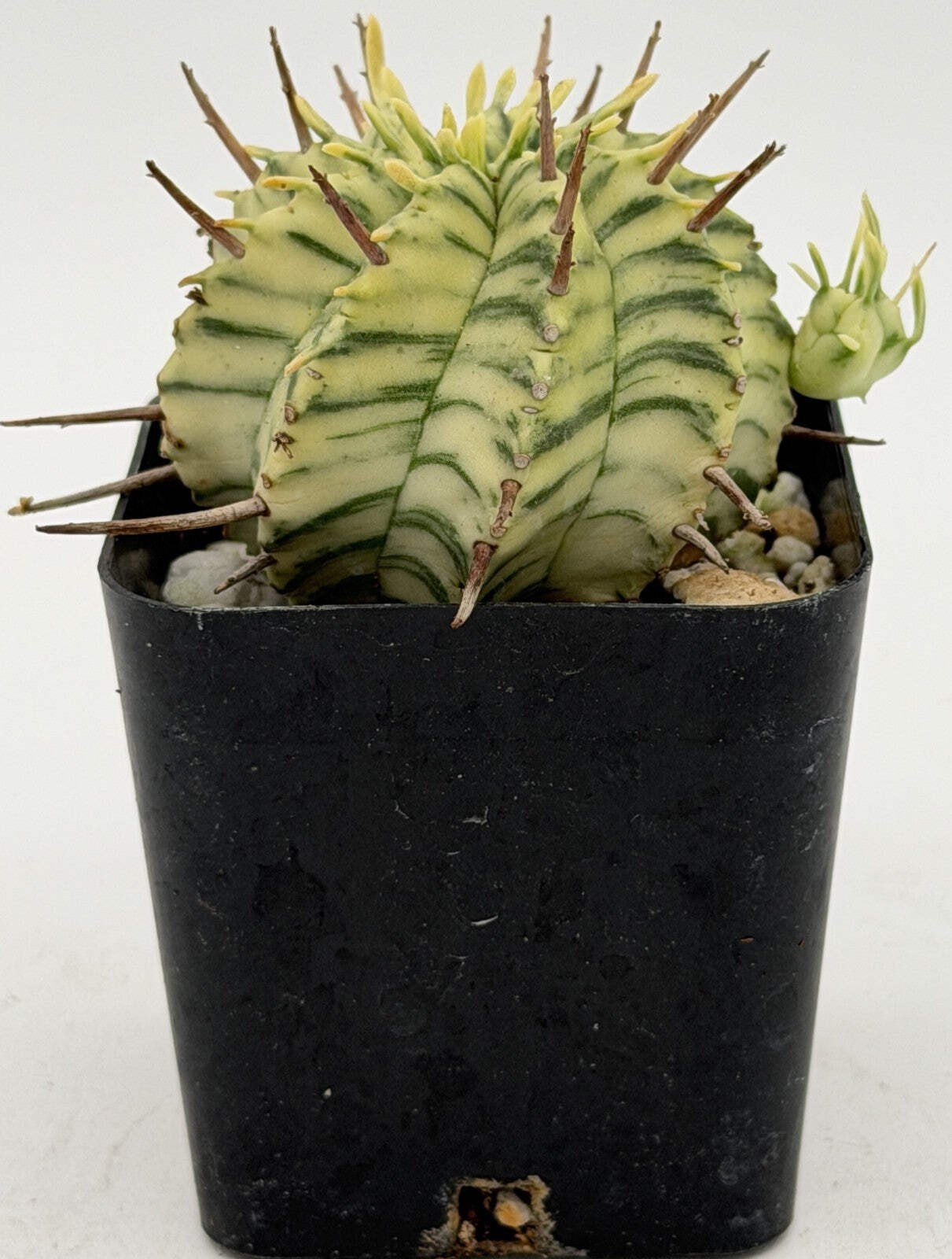 Euphorbia Meloformis Variegated Well Rooted In 2″ Pot – Healthy & Easy To Grow
