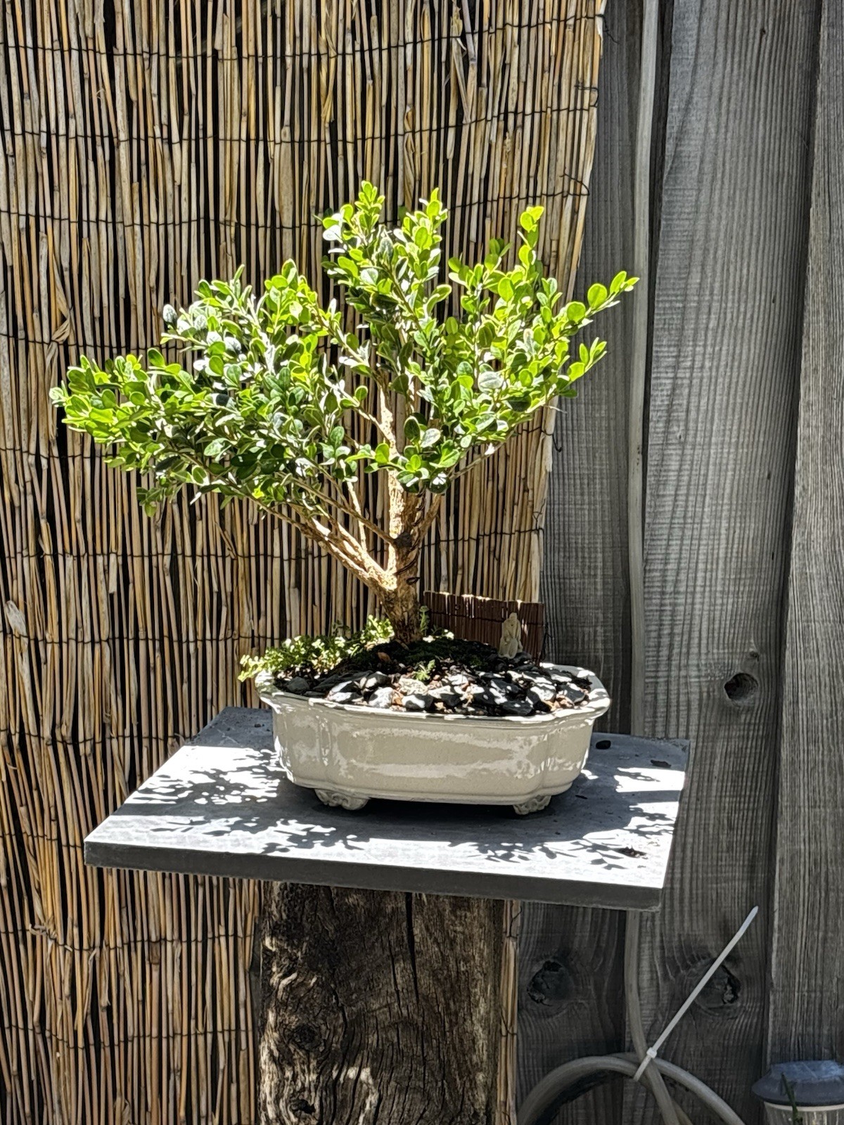 12 YEAR OLD JAPANESE BOXWOOD BONSAI TREE BY IN A 10” CERAMIC POT- FREE SHIPPING!