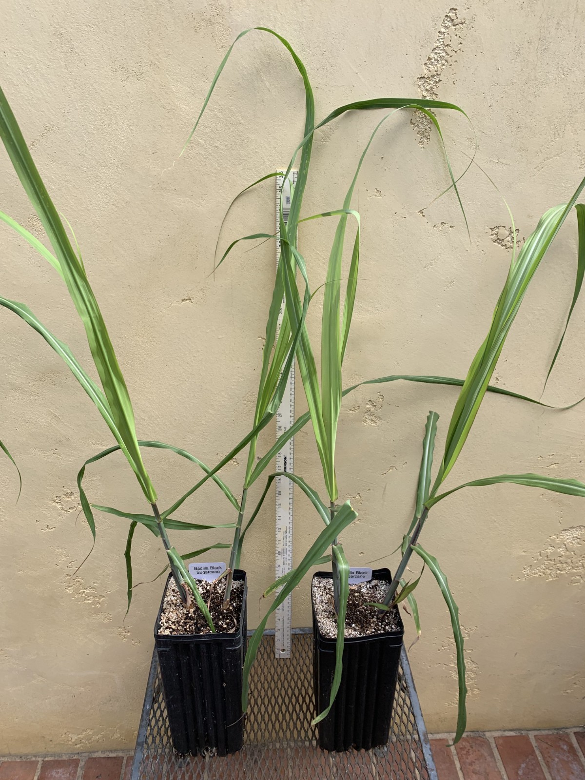 Badilla Black Sugarcane Plant, Sugar Cane, Large Size