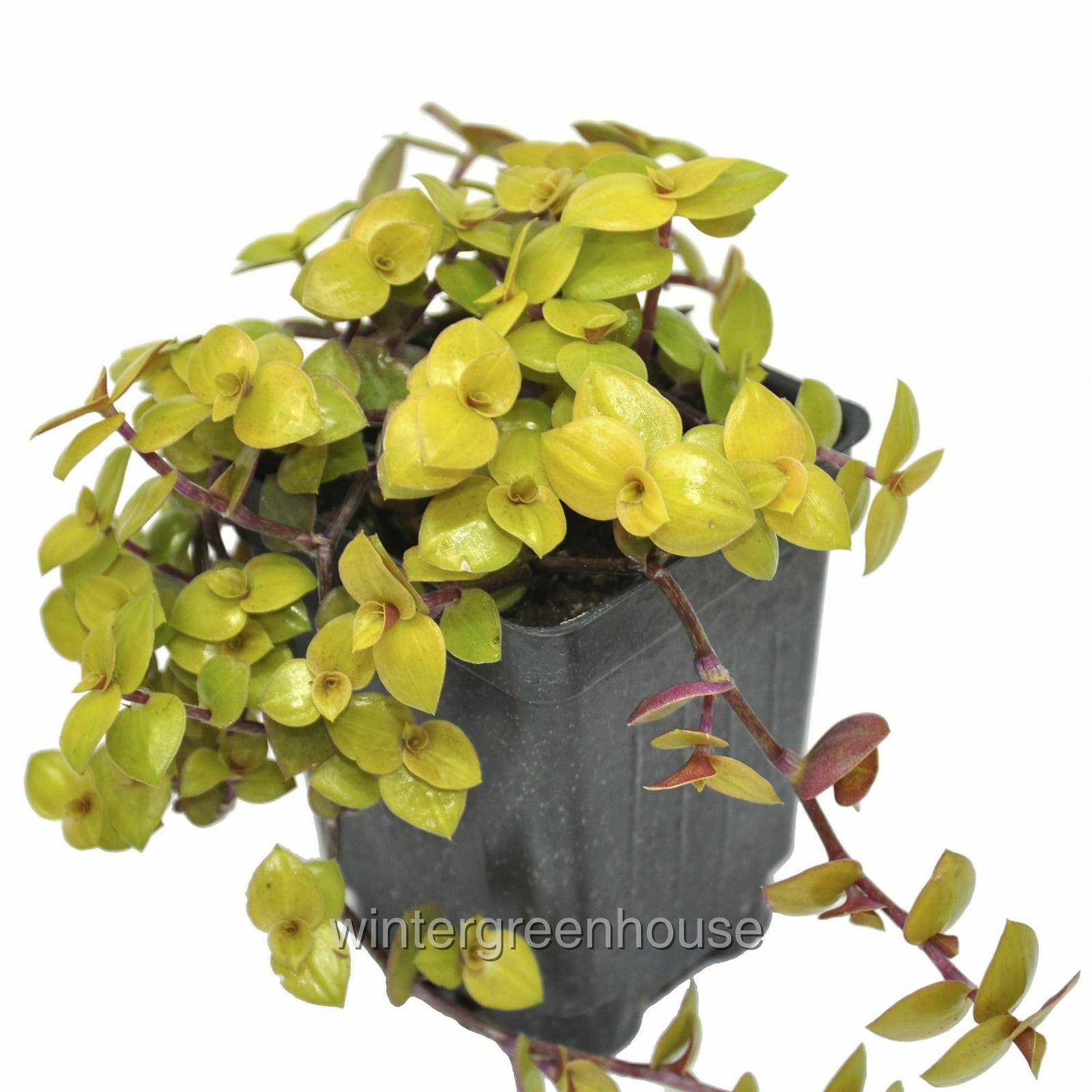 Callisia Repens Gold Bolivian Jew, Container Size: 3″ (2.6×3.5″)
