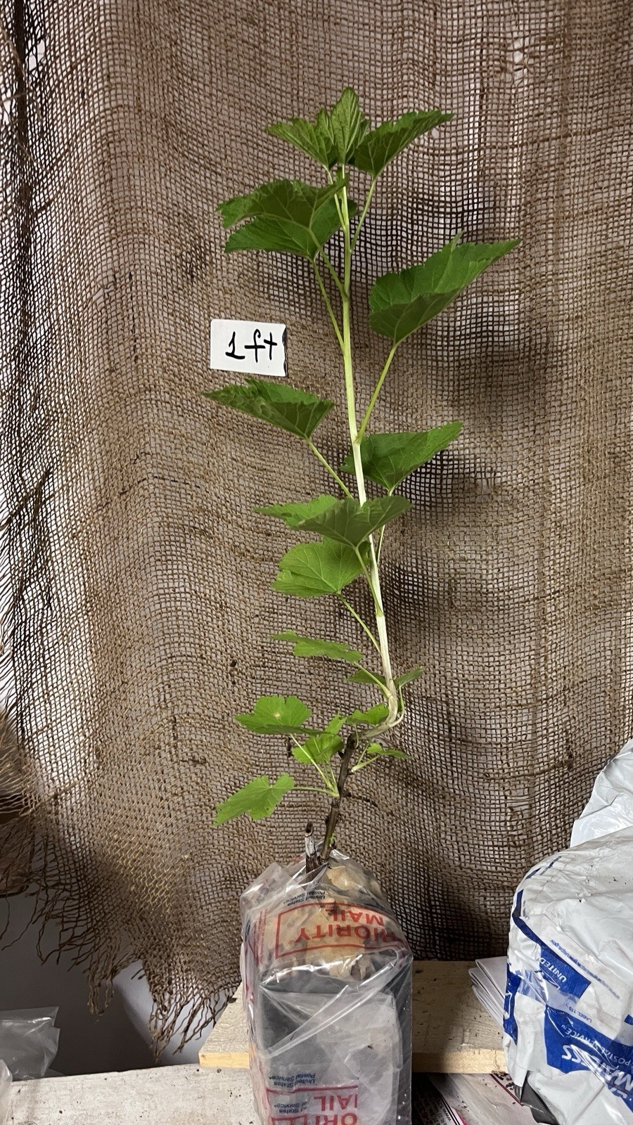 12-18″ tall Gloire de Sablons Pink Currant Rooted Cutting dormant plant