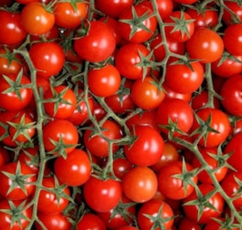 Mexico Midget Dwarf Tomato Seeds 10 Organic Seeds *Free Shipping*