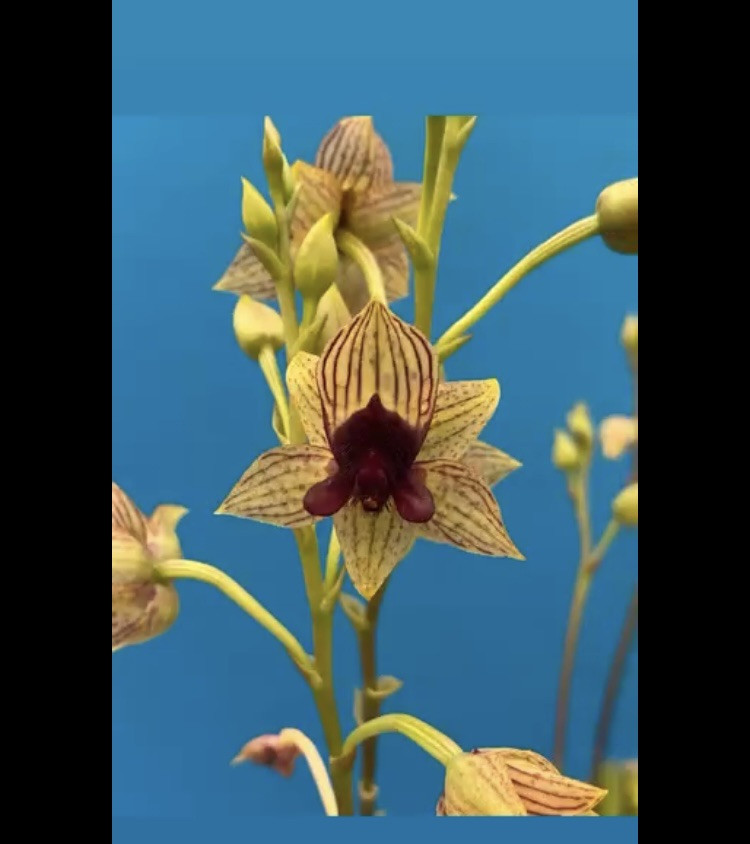 Trichoceros muralis Striped Purple Amber Gold Orchid Species NEW GROWTH 4” Pot
