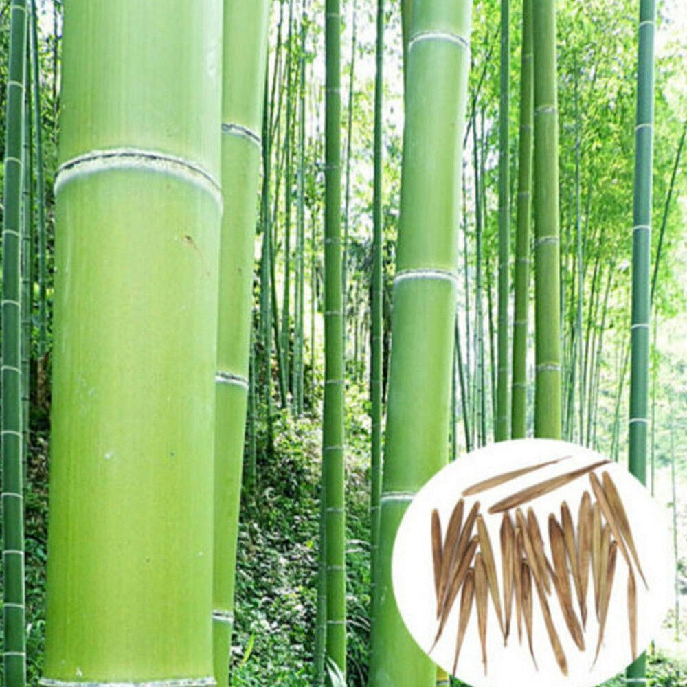 50+Giant Moso Bamboo Seeds Perennial evergreen Grows Edible Bamboo shoots USA
