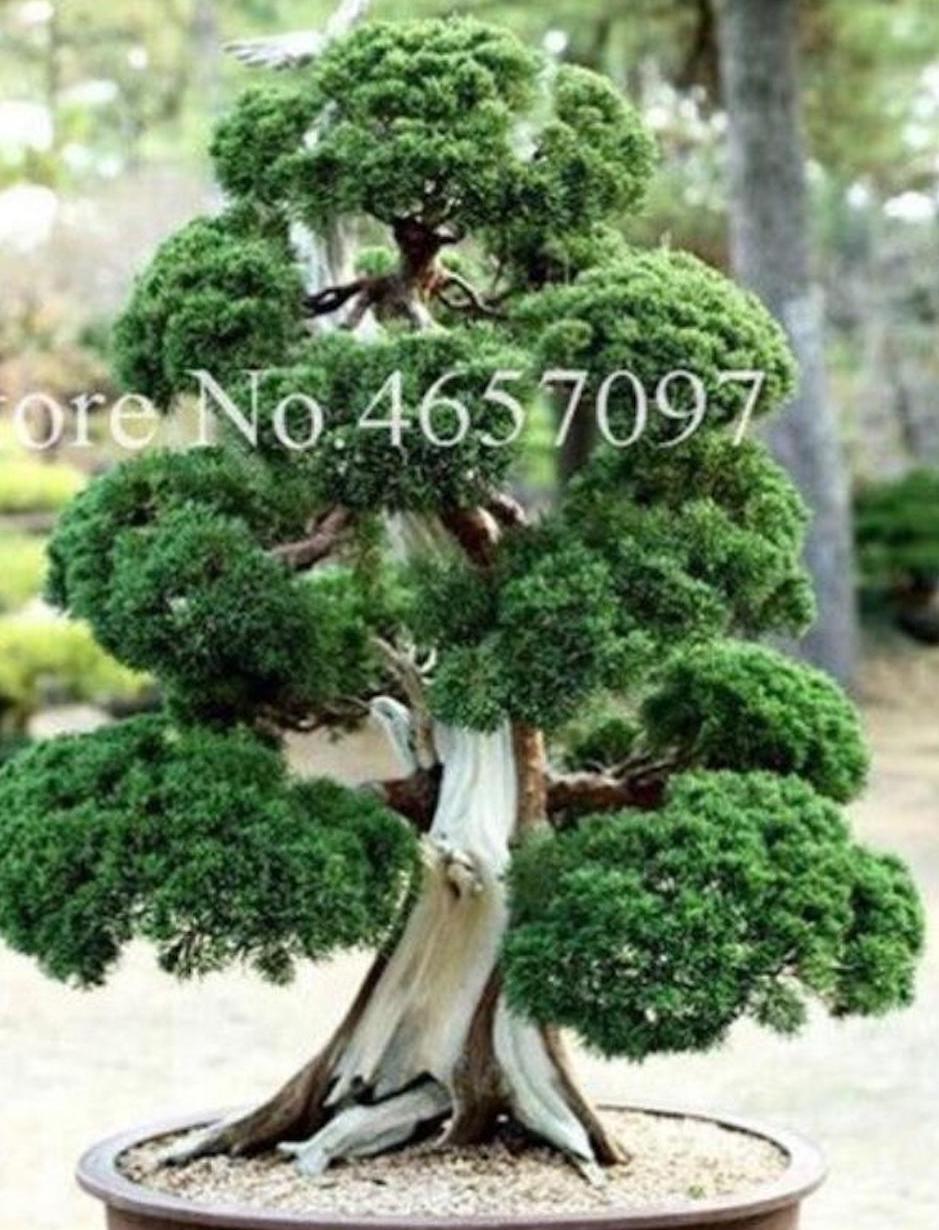 20 EXOTIC rare BONSAI PINE SEEDS for garden flower plant tree USA SELLER USPS