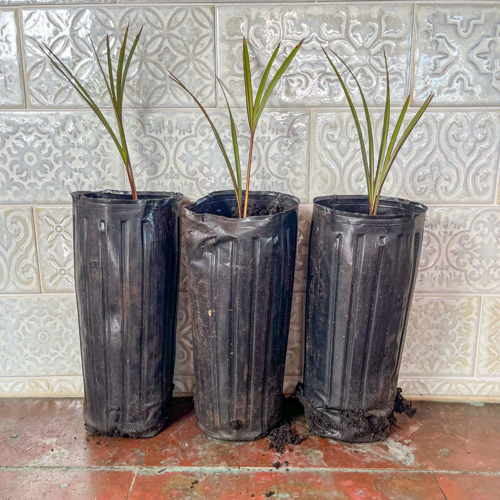🌴 Latania Palm Seedlings- 6″-10″ Tall – FREE Shipping – Add to your collection!