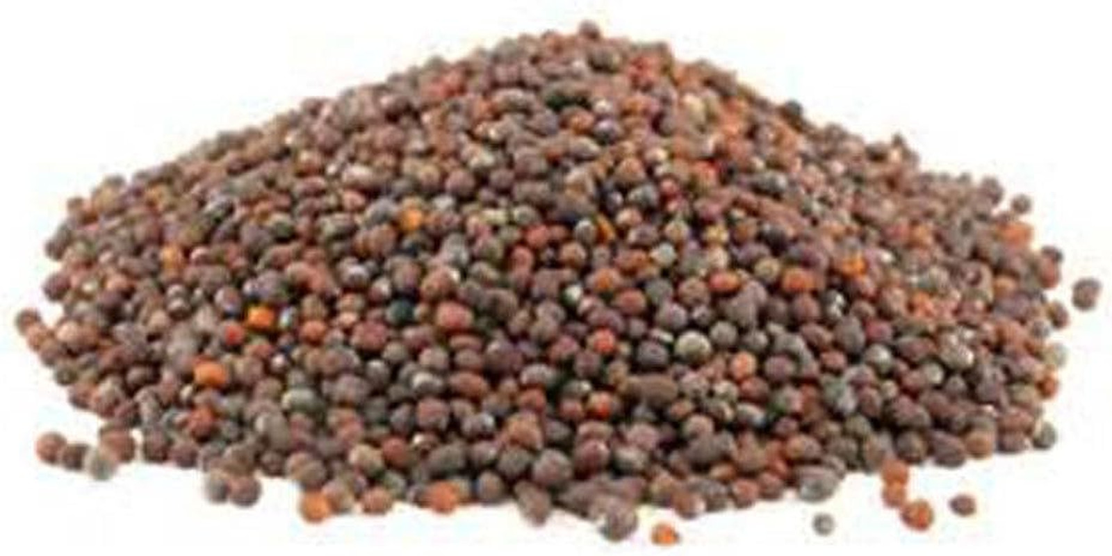 Non-Gmo Broccoli Seeds for Sprouting Sprouts Microgreens 4 Oz of Pure Seed