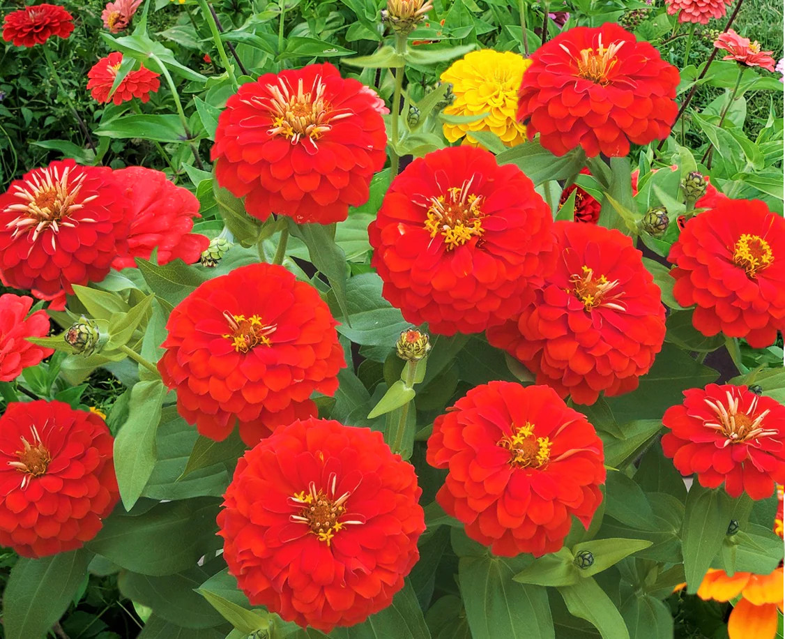 Cherry Queen Red Zinnia Seeds | Pollinator Giant Scarlet Rose Flower Seed 2024