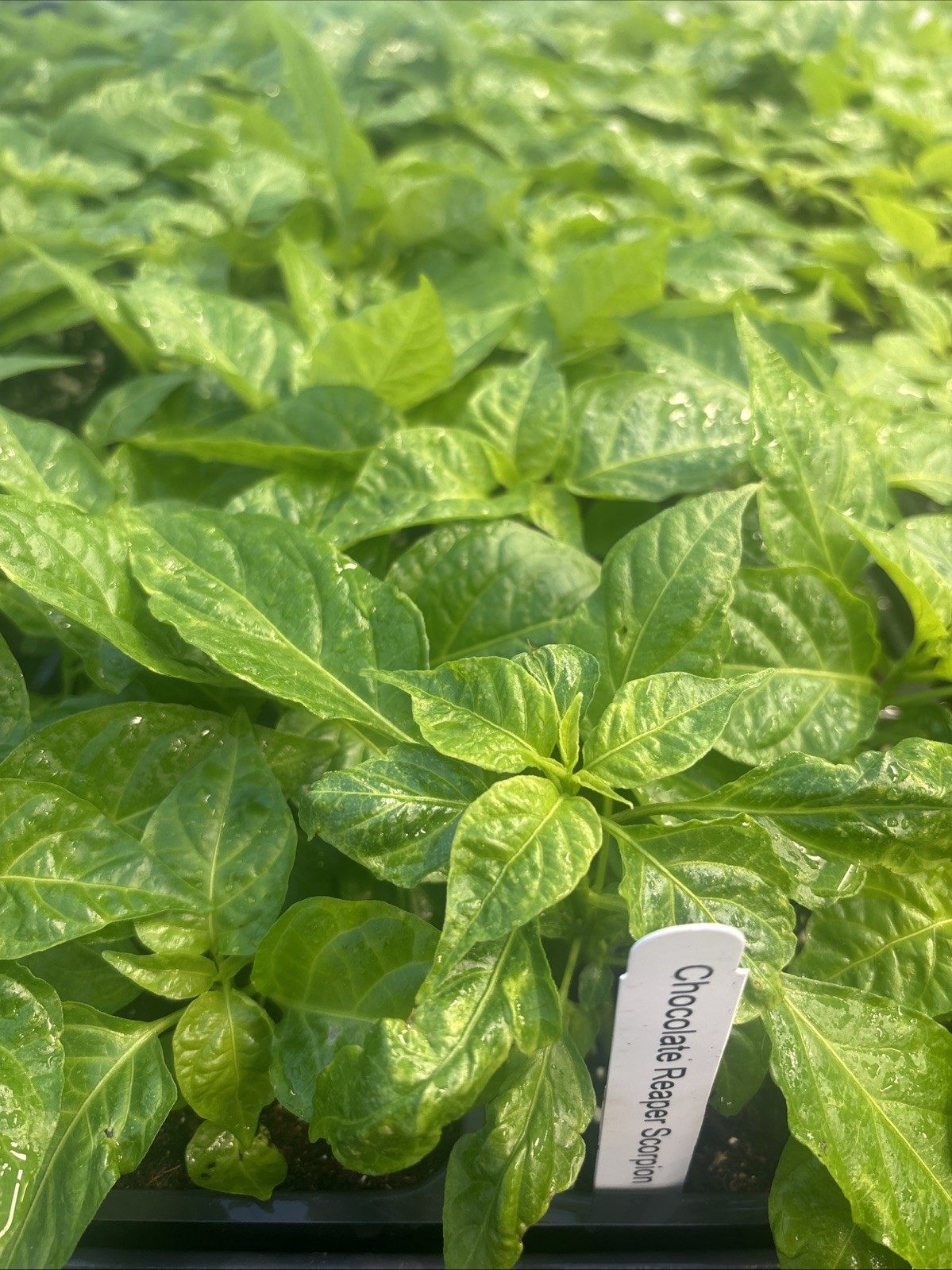 Lot of 3 (75+ DAYS OLD) CHOCOLATE REAPER SCORPION Super Hot Pepper LIVE PLANTS