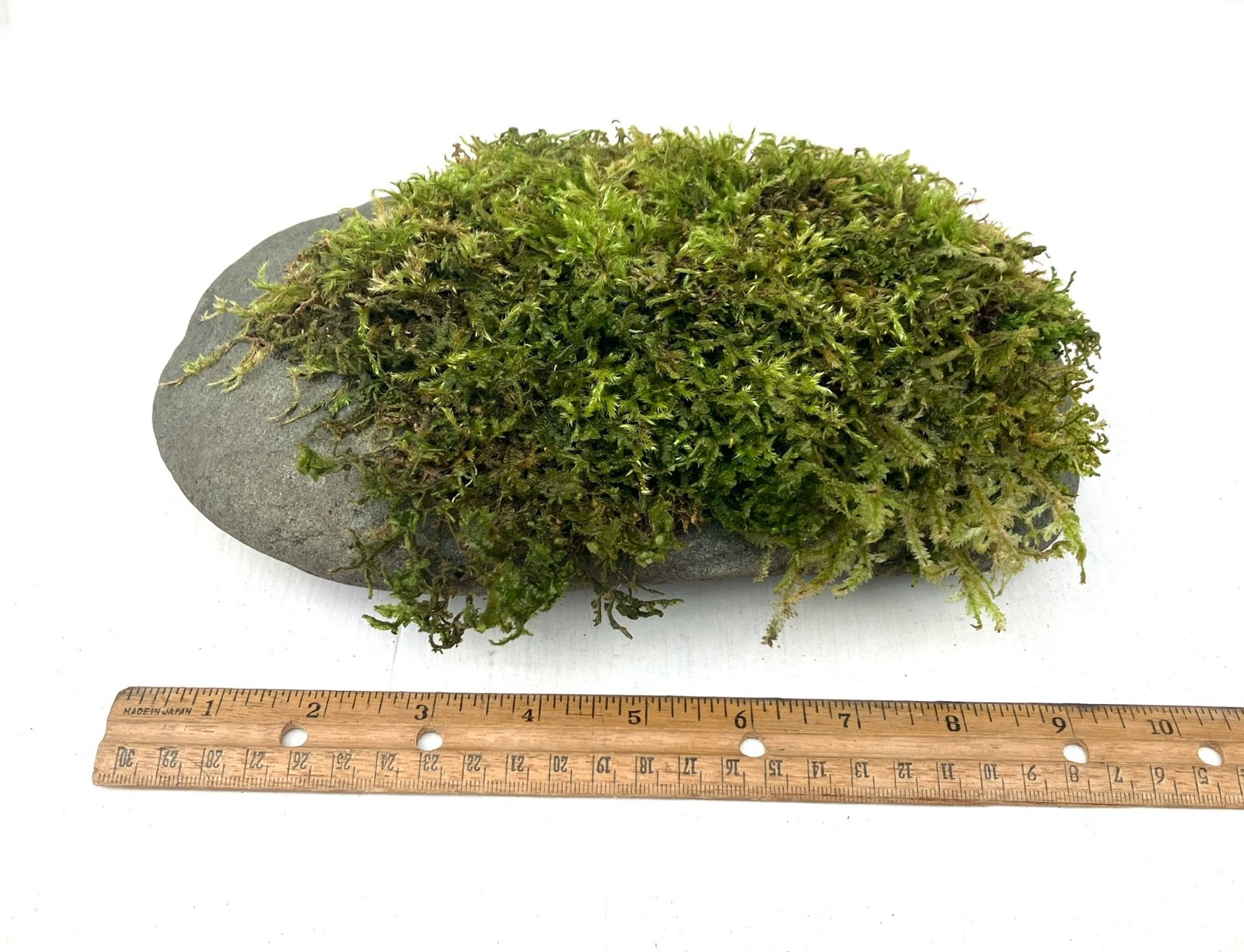 7 lb Living Moss Covered River Rock Terrarium Vivarium Fairy garden Aquascapes