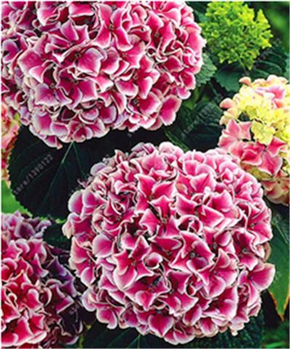 25pc HYDRANGEA SEEDS Garden Plant Flower rare exotic USA seller FREE shipping