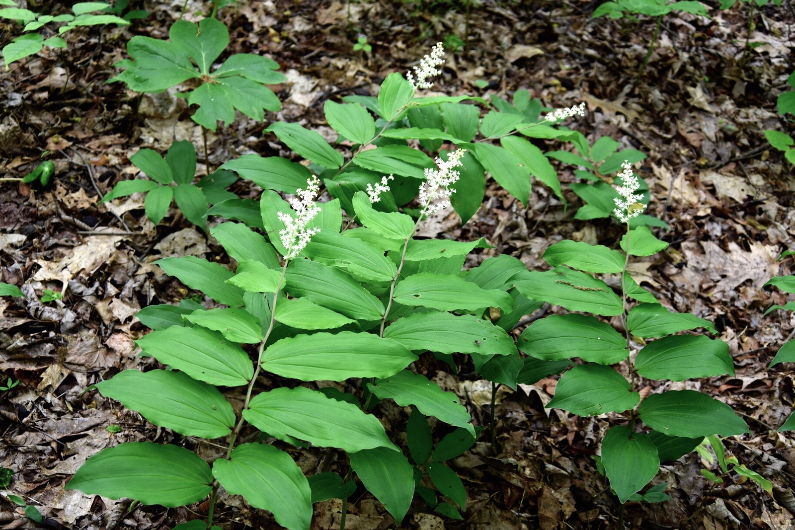 10 SOLOMON’S SPIKE White Western False Seal Maianthemum Racemosum Flower Seeds