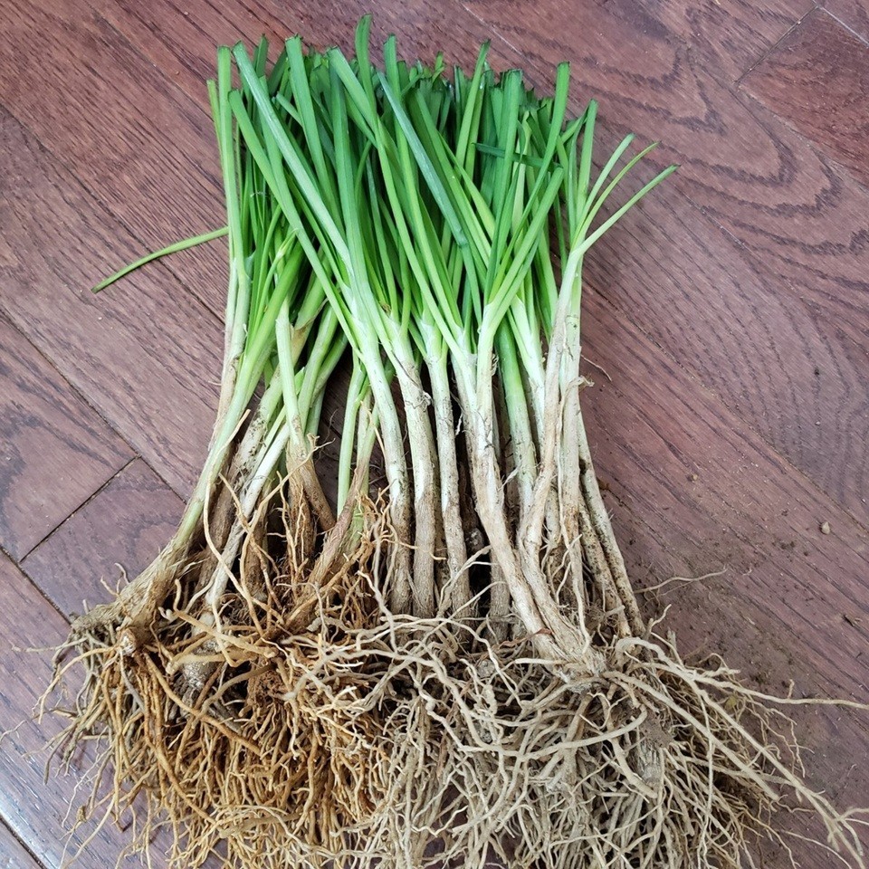 Garlic Chives 韭菜根 40 Live Plants Bare Root Hardy Perennial Herb Organic NON-GMO