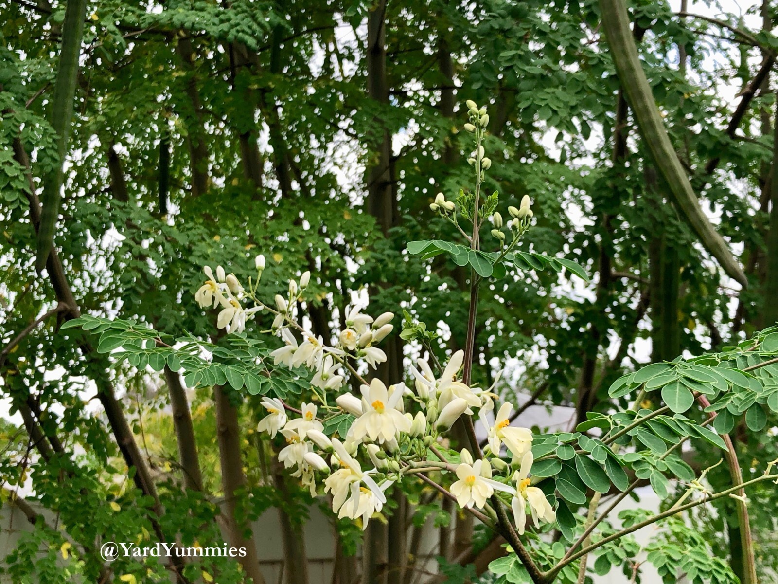 10 Moringa Tree SEEDS Moringa Oleifera Miracle Drumstick Tree Seeds 2 Plant USA