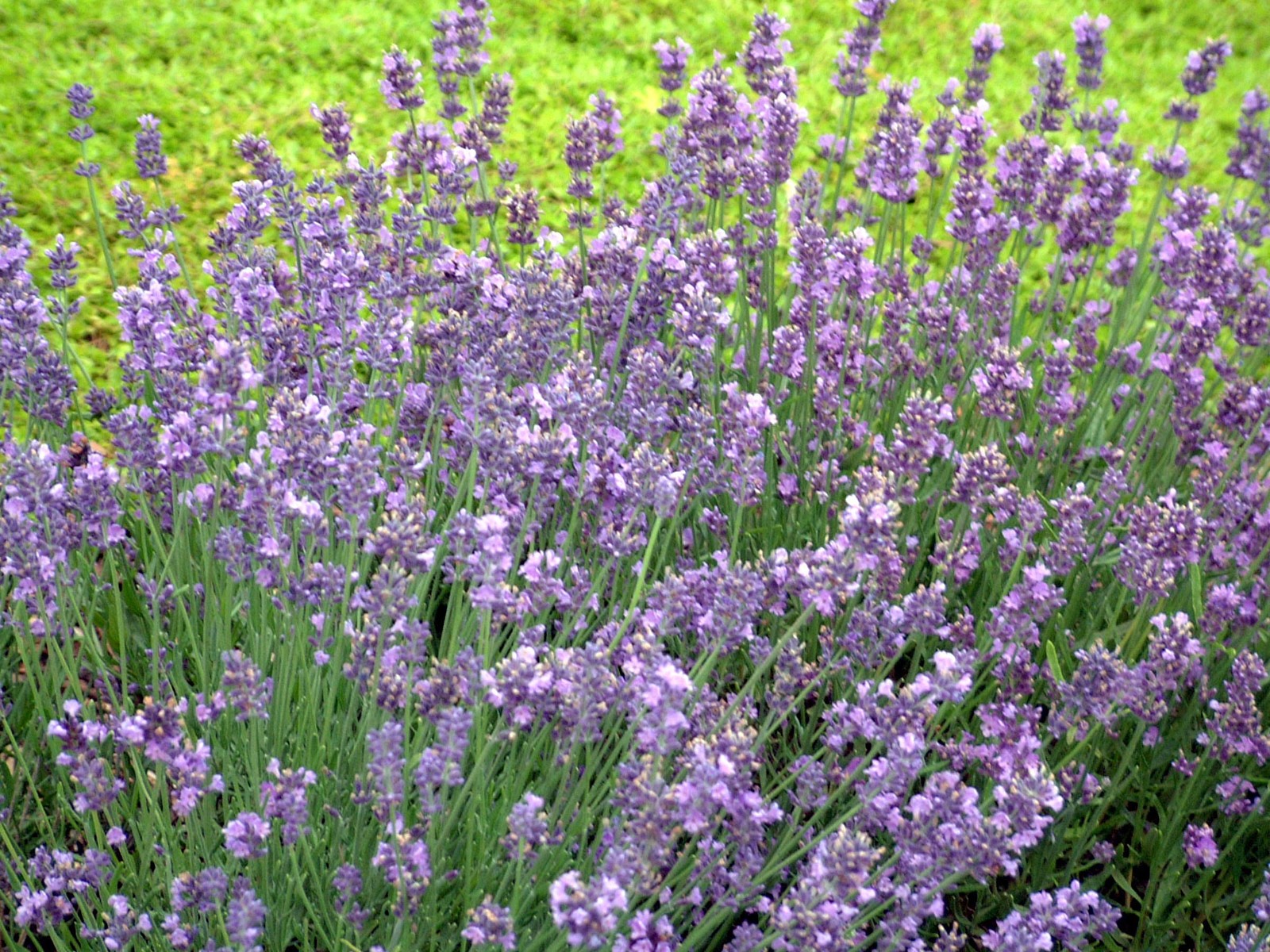 Green Promise Farms Lavandula Ang. Munstead Strain Lavender Perennial Lavender
