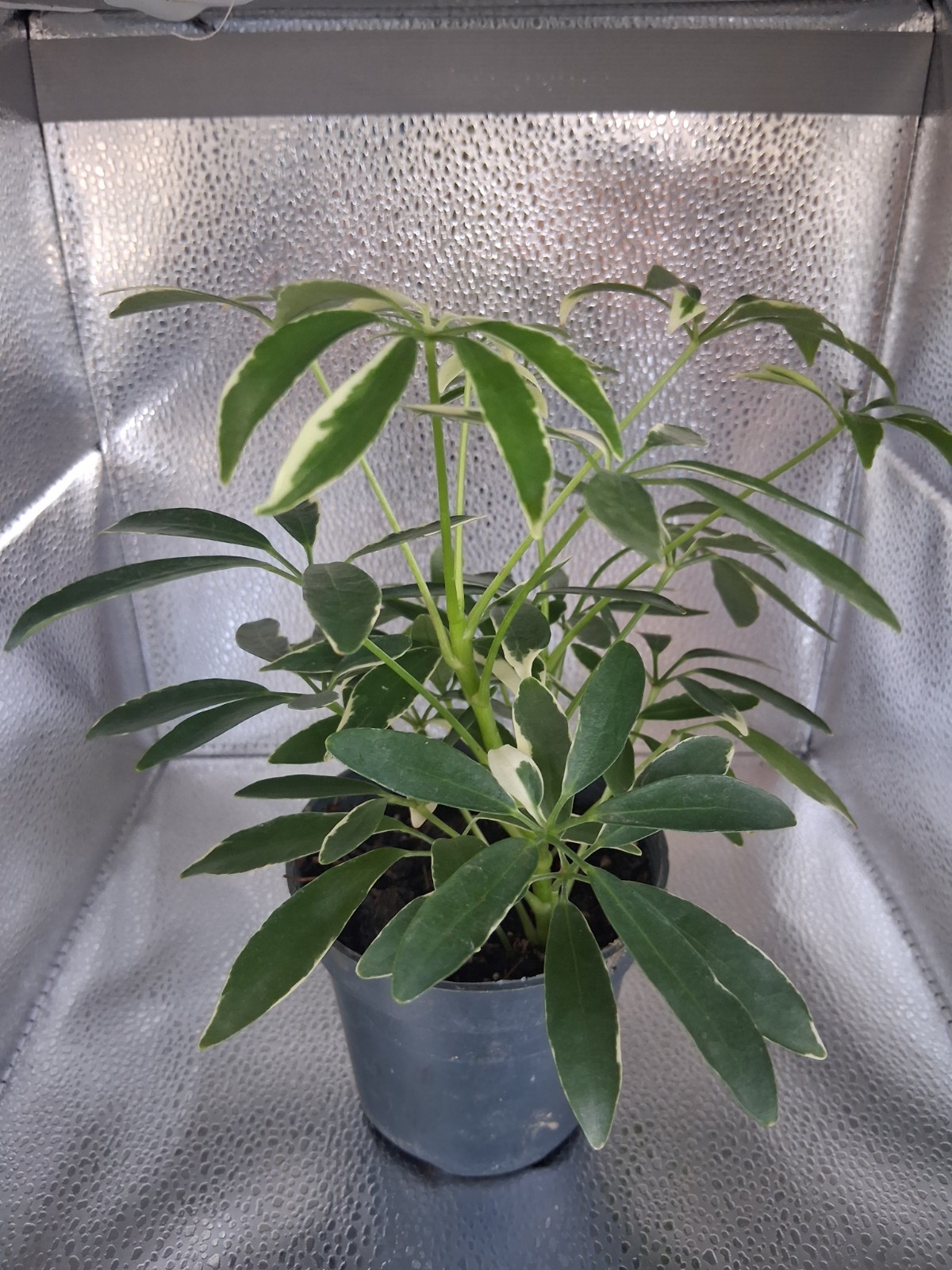 Dwarf Umbrella Plant 4 Inch