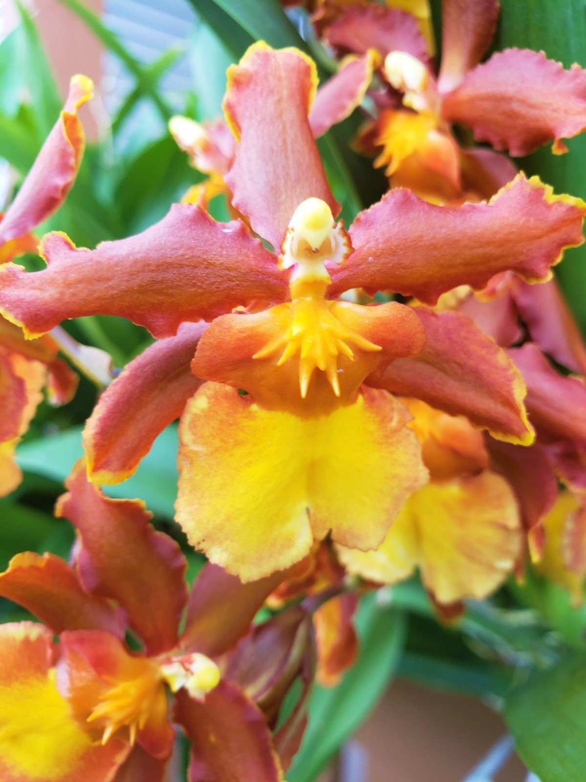 The Catatante ‘Sun King’ Orchid – Beautiful colorful blooms – Easy to grow !