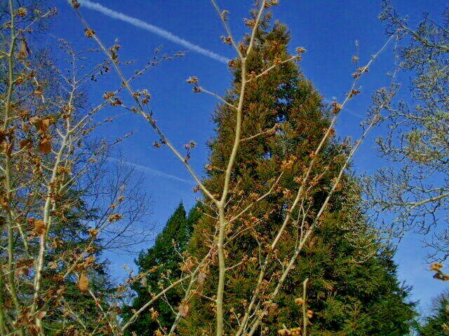 10 HARLOW CAR WITCH HAZEL SEEDS -Hamamelis × intermedia