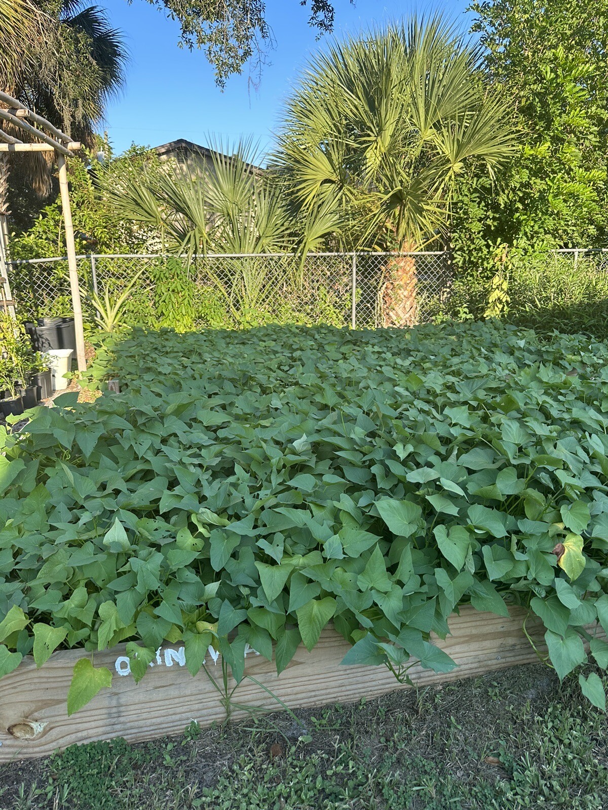 10 Okinawa Sweet Potato Slips- White And Purple Sweet Potato Slips – Khoai Lang