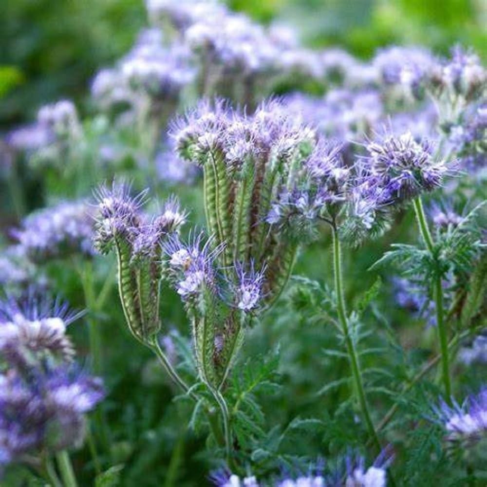 Lacy Phacelia Seeds – 100 Count, Purple Tansy Flower, Phacelia Tanacetifolia