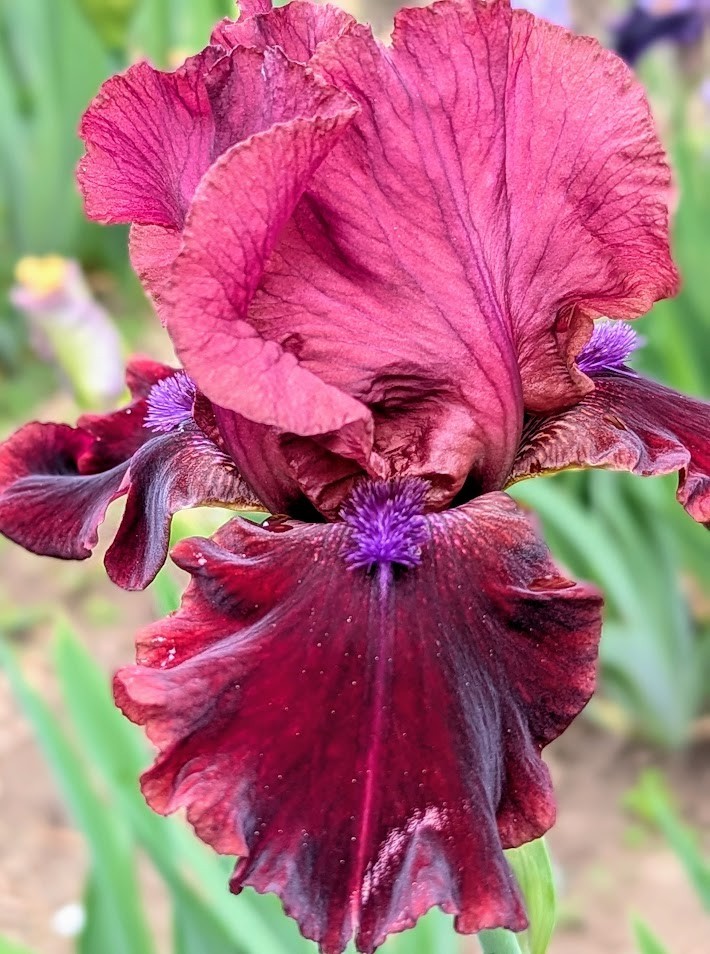 ‘Redneck Girl’ TB Bearded Iris Rhizome PRE-SALE to Ship Aug/Sept