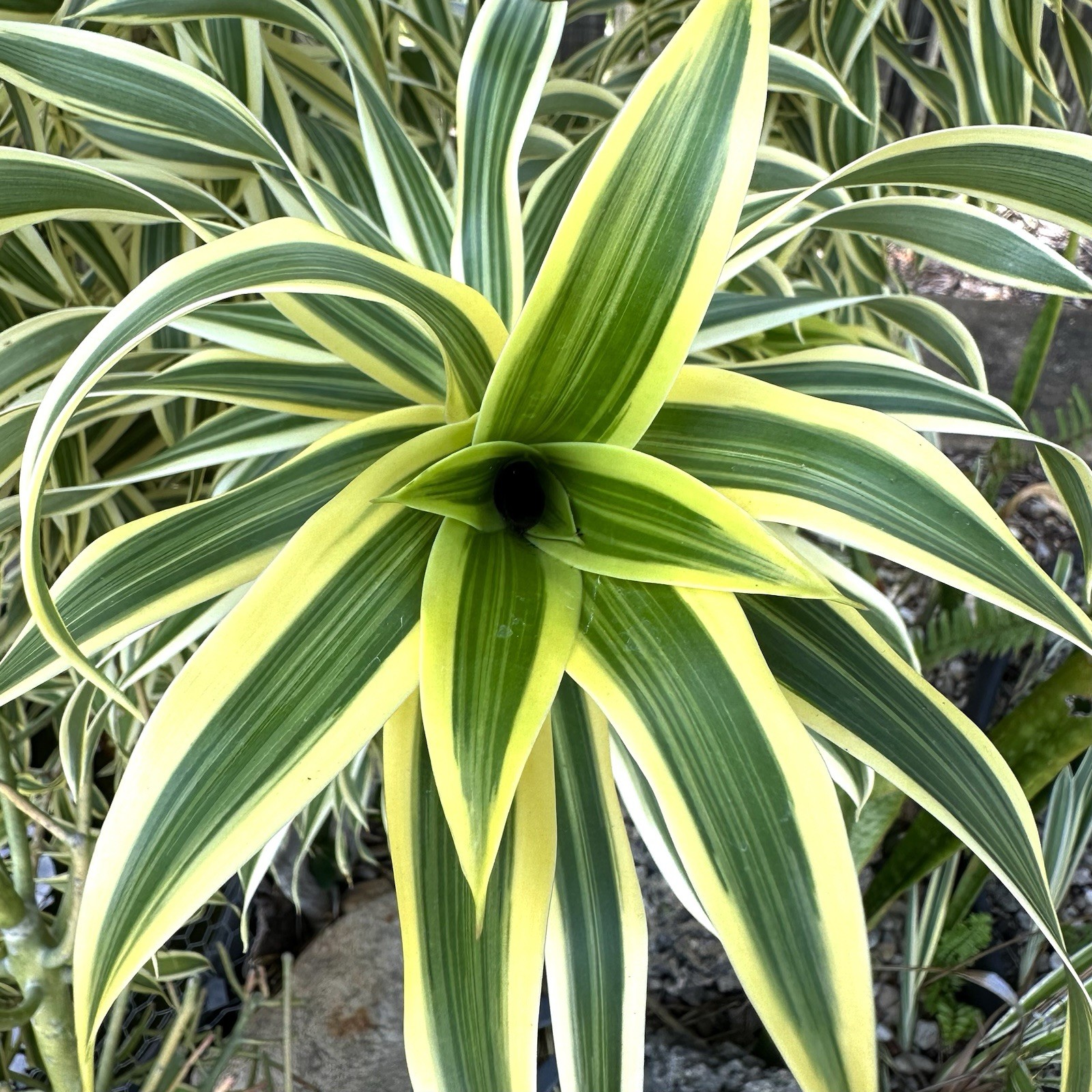 Song of India Dracaena Reflexa – 3pc Fresh Stem Cuttings – Ornamental Plants