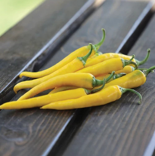 GOLDEN CAYENNE PEPPER SEEDS 50+ “YELLOW” SPICY vegetable GARDEN FREE SHIPPING