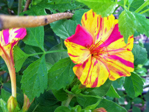 Mirabilis jalapa | Broken Colors | 10 Seeds